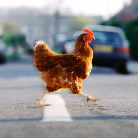 Chicken Crossing the Road --- Image by © Corbis